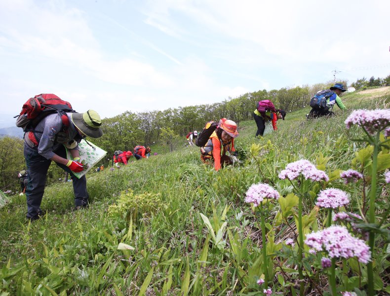 영양-산나물축제 (체험) (2).jpg